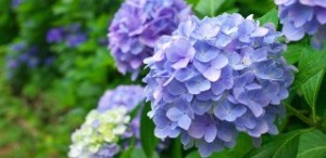 あじざい (1)